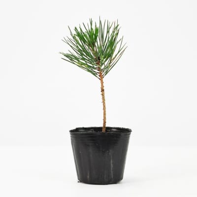 盆栽素材 黒松ミニミニ 直幹を販売｜盆栽妙 – 盆栽妙 本店