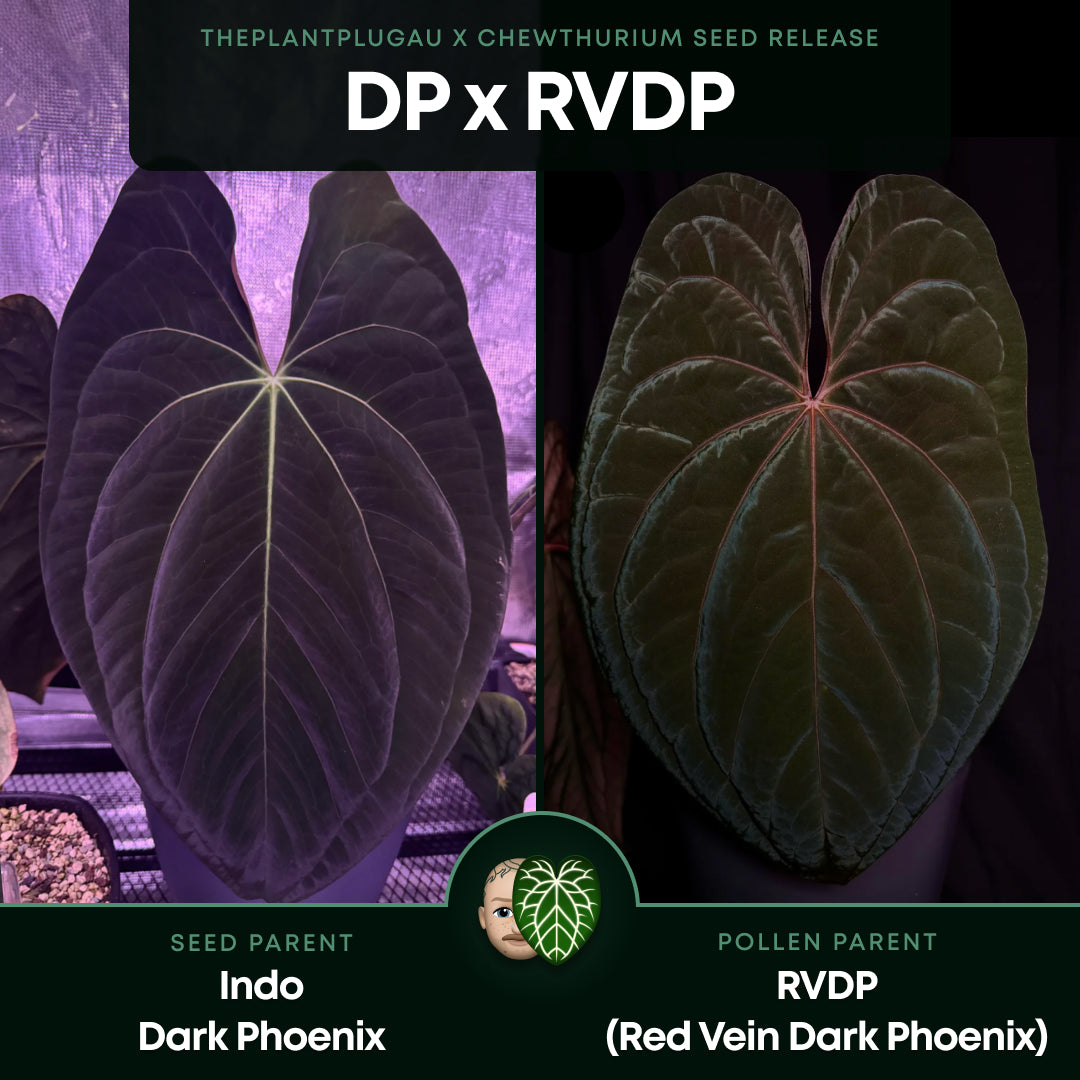 Anthurium 'Dark Phoenix' x 'RVDP' – The Plant Plug