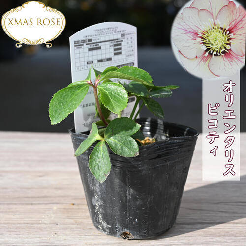 楽天市場】2023年新入荷苗 クリスマスローズ オリエンタリス ピコティ
