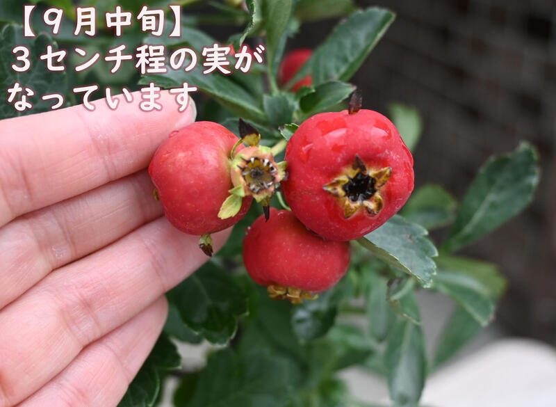 楽天市場】2025年12月頃まで実付き ビックリサンザシ 苗木 ジャンボ