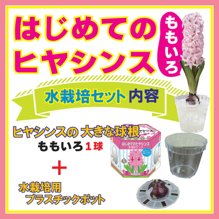 楽天市場】はじめての ヒヤシンス 水栽培 セット 【 球根 + 水栽培容器