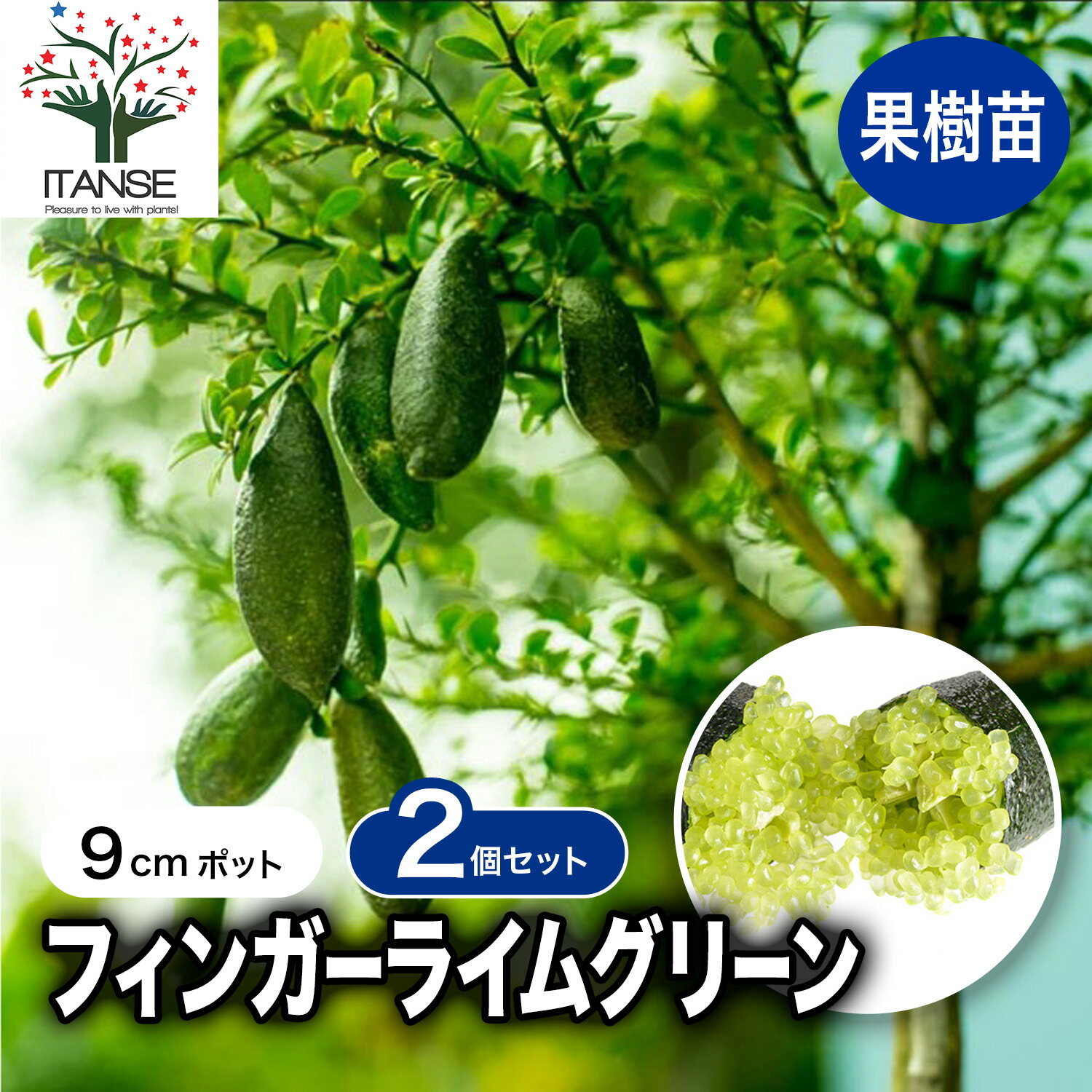 楽天市場】【送料無料】フィンガーライム グリーン 果樹苗 2年生