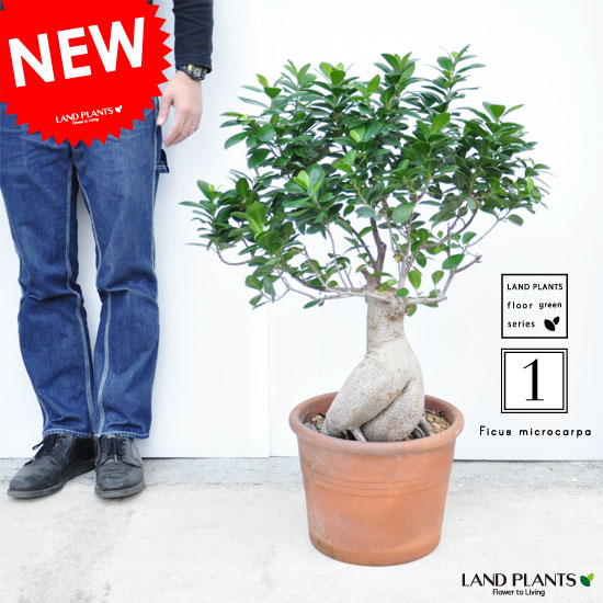 楽天市場】NEW!! 限定1点 超特大 ガジュマル 盆栽仕立て テラコッタ鉢