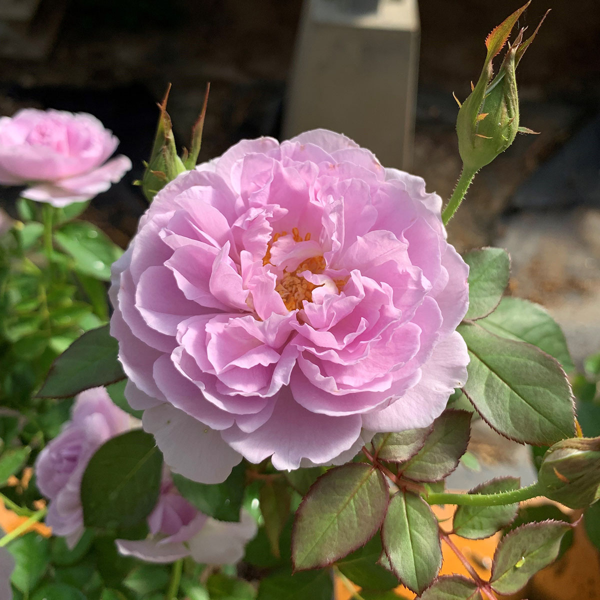 楽天市場】バラ苗 【リラ】 (大苗) フロリバンダ 四季咲き 中輪 紫系