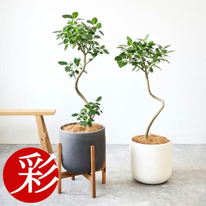楽天市場】観葉植物 本物 フランスゴム（フィカス・ルビギノーサ）7号