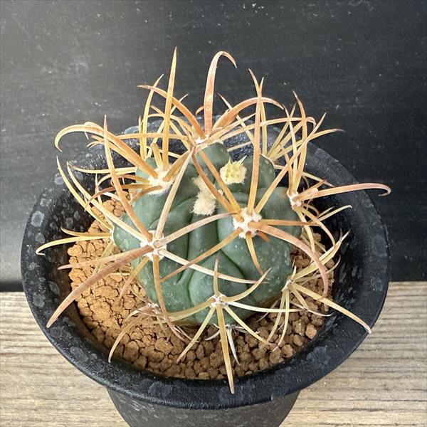 楽天市場】サボテン：フェロカクタス 金冠竜*幅4cm ☆赤松実生