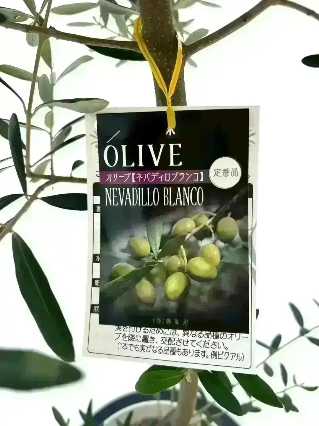 NEWネバディロブランコ（オリーブの木）｜Lサイズ｜K-360｜約140cm