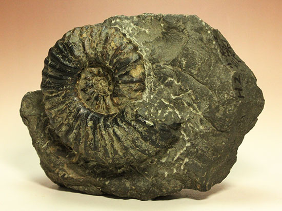 アカントセラス科の元祖的存在！貴重標本北海道アンモナイト