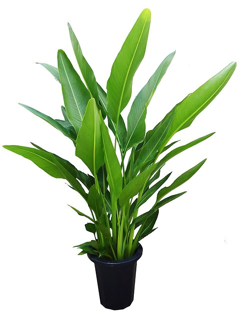 タビビトノキ（旅人の木） 8号サイズ | HITOTOKI by MAKIMO PLANT