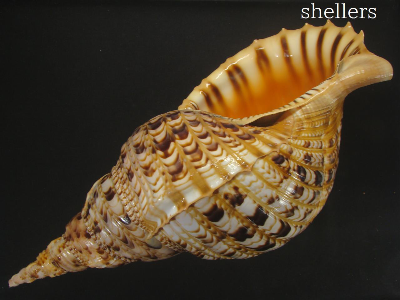 法螺貝 約41㎝ 木製歌口,新品 MH-467 法螺貝 約41㎝ 木製歌口,新品 MH-467