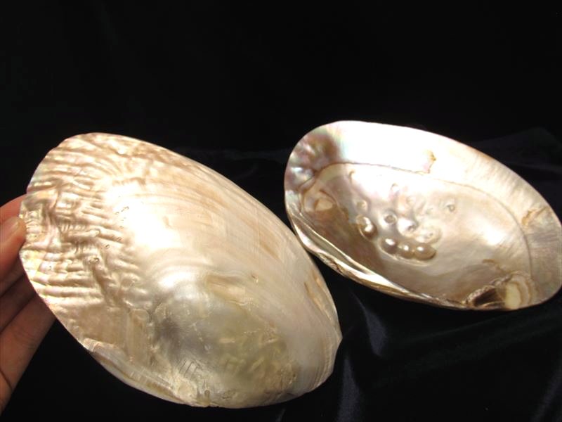 天然貝殻] 白蝶貝 マベ真珠 皿5枚