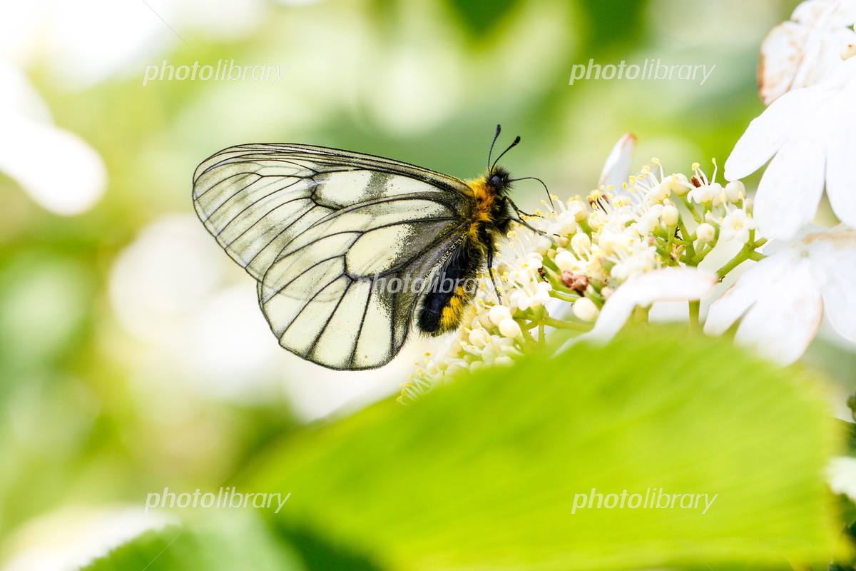 ウスバシロチョウ 写真素材 [6226116] - フォトライブラリー