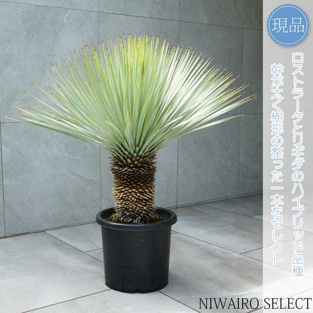 楽天市場】【現品】【マルデヌベス ロストラータver】ユッカ