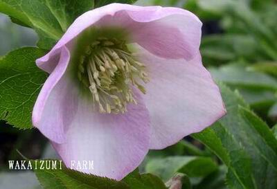 クリスマスローズ シングル（一重） 苗 販売 ＞ クリスマスローズ