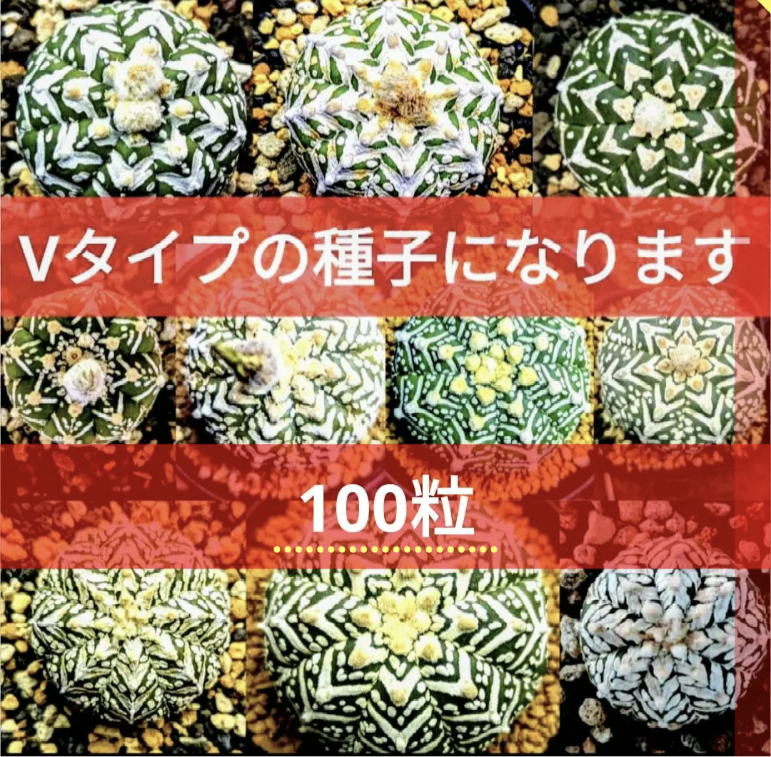 Ω 40粒 スーパー兜 アストロフィツム Vタイプ 種子 Astrophytum