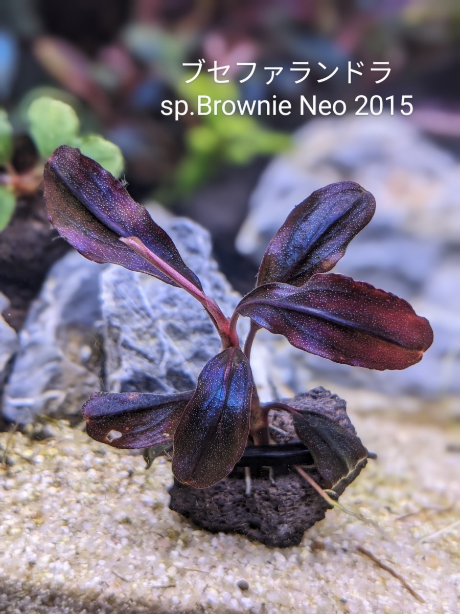 ブセファランドラsp Brownie Neo 2015 群生株 完全水中葉 №10｜Yahoo