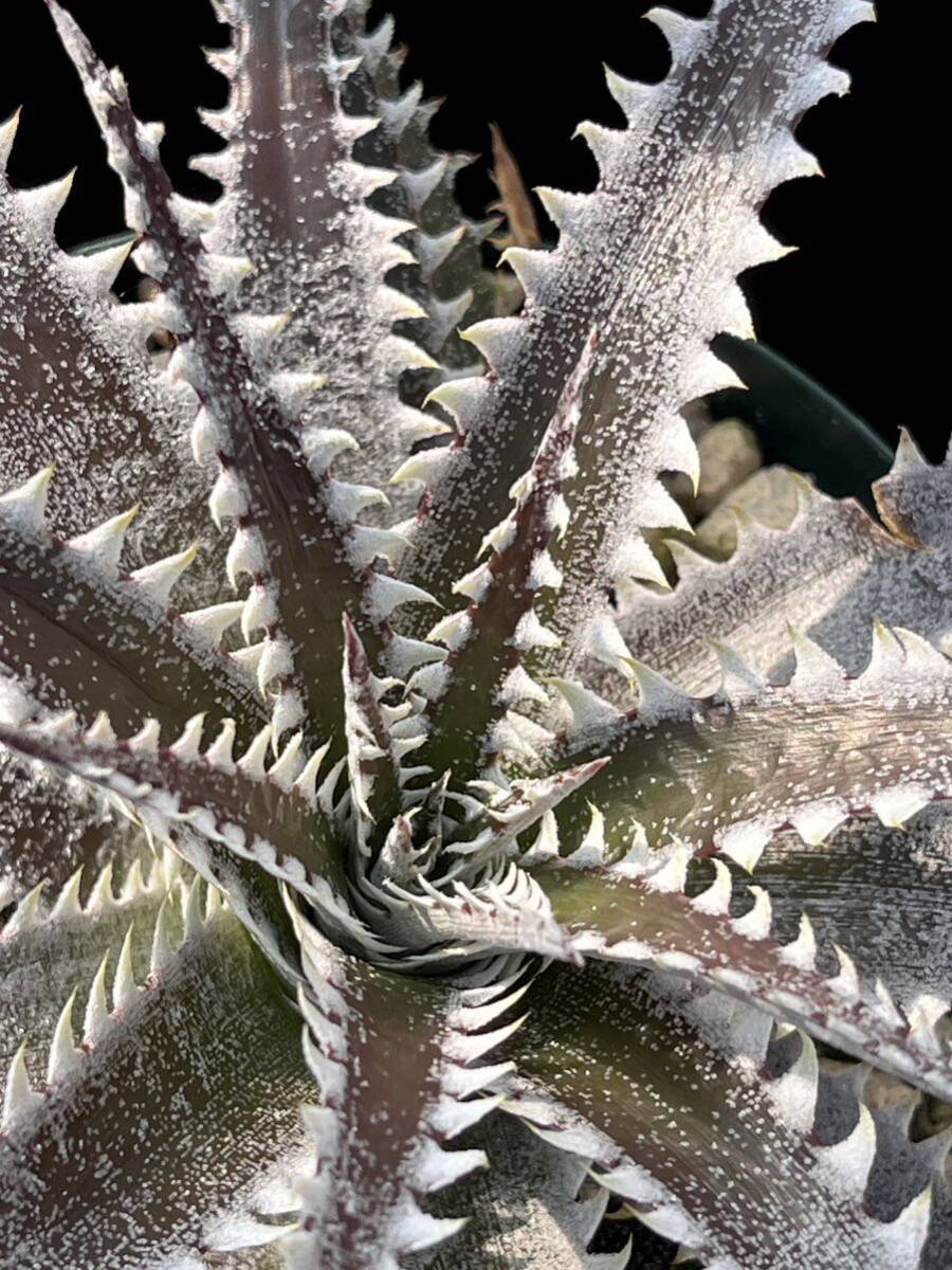 Yahoo!オークション - ディッキア Dyckia FBB Bill Baker's hybrid fro
