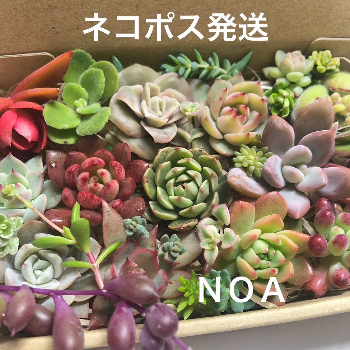 4711様【お専用】多肉植物 カット苗 寄植え エケベリア セダムミックス