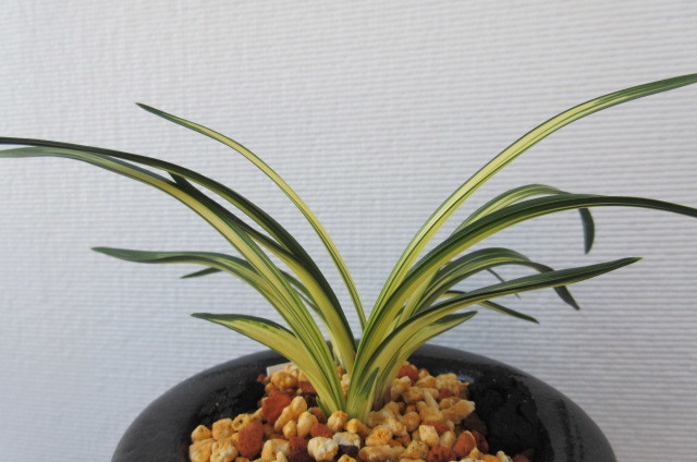 Yahoo!オークション - 韓国春蘭 力和