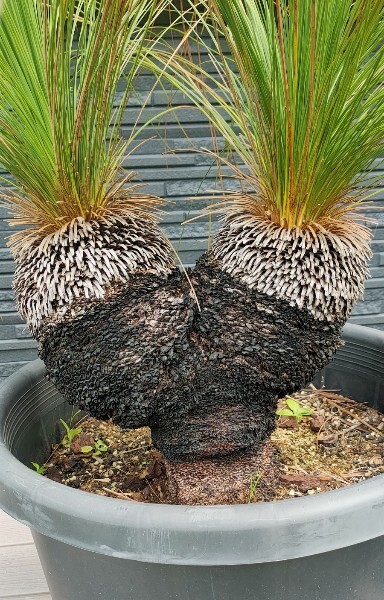 Yahoo!オークション -「クサントロエア ブラックボーイ」の落札相場