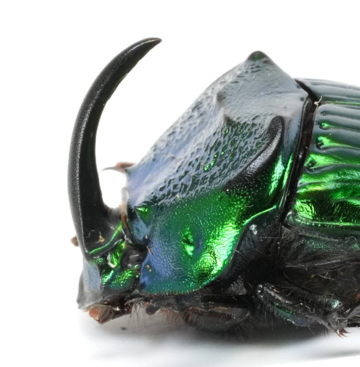 Yahoo!オークション -「ダイコクコガネ」の落札相場・落札価格