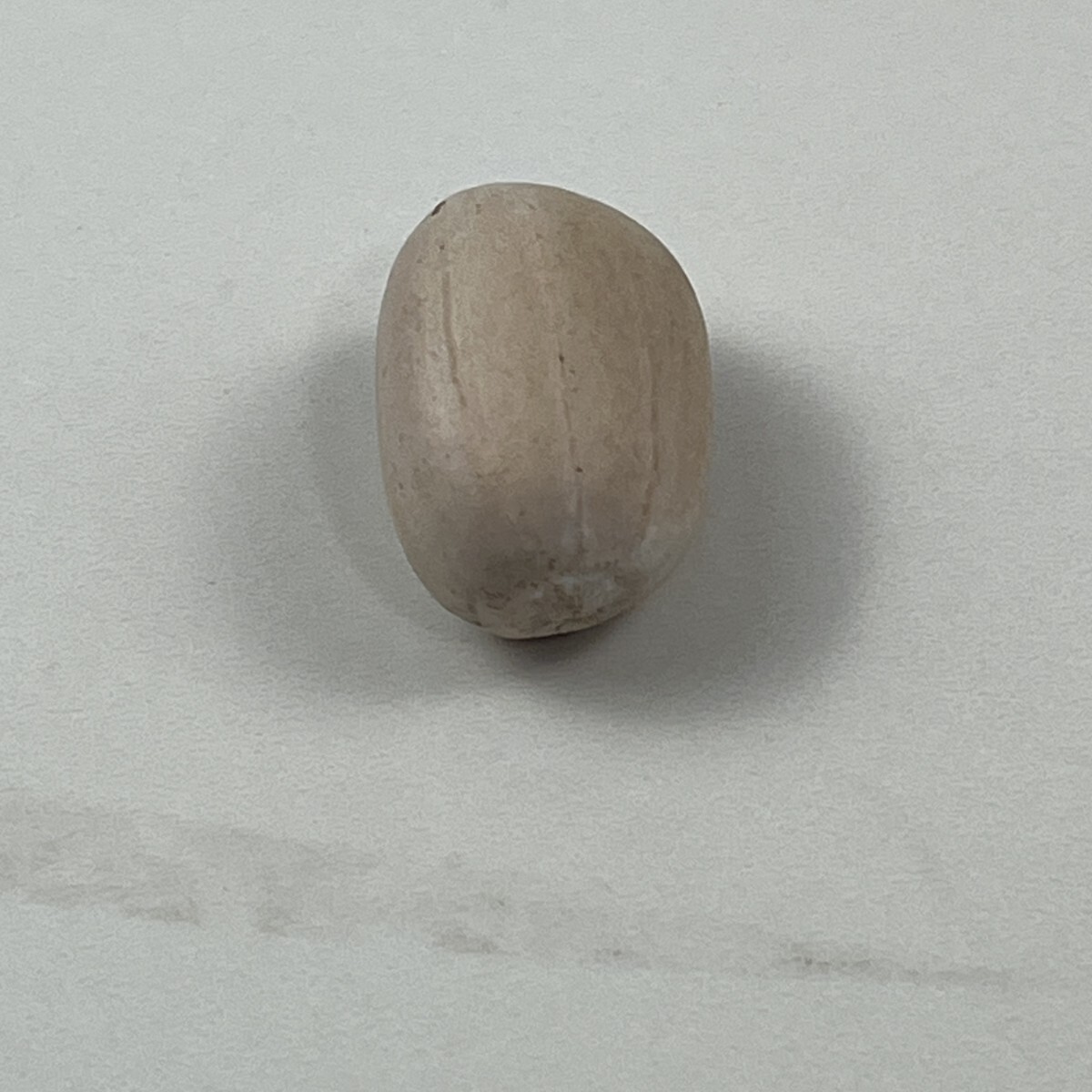 Yahoo!オークション -「ホリダス 種子」の落札相場・落札価格