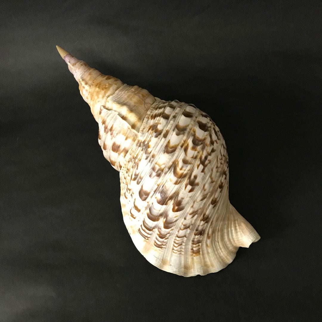 法螺貝 ホラガイ ほら貝 三伏 密教 魔除け 熊よけ Amazon.co.jp: 特大