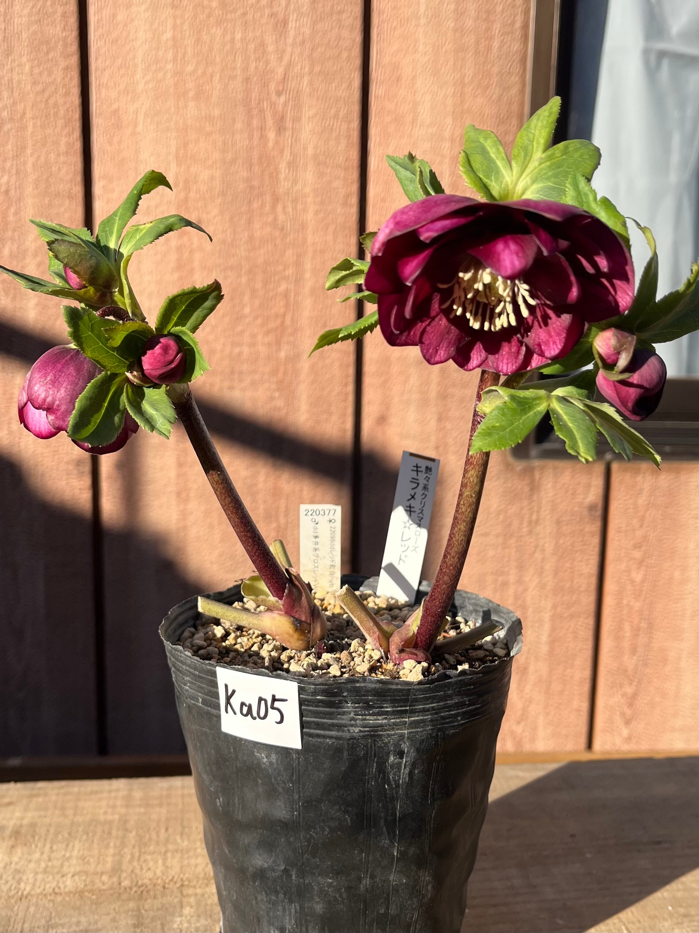 クリスマスローズ 認定 キラメキ☆ 【公式通販】 認定！！キラメキ