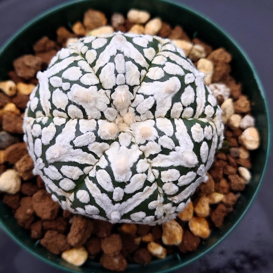 アストロフィツム スーパー兜 Vタイプ 3 Astrophytum asterias cv