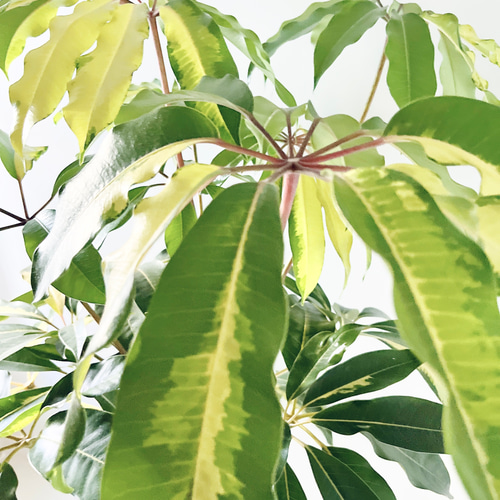 256 斑入り ツピタンサス バリエガータ 曲がり ゴールデンキング