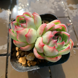 農園直売 多肉植物 寄せ植え エケベリア属 洛神（群）新品種 観葉植物