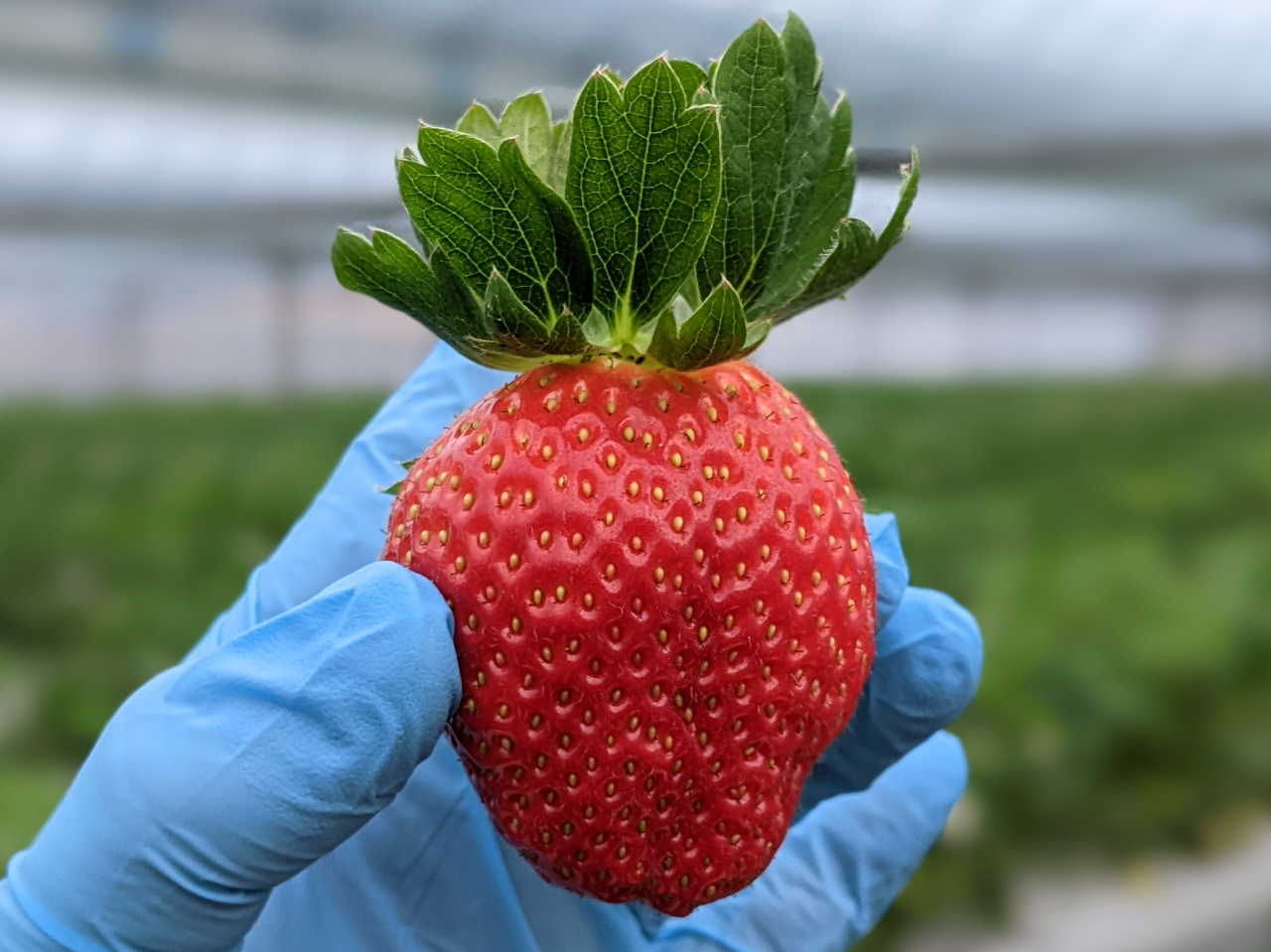 大阪府八尾市・いちご狩り＊【最大7品種30分間食べ放題！！】2026年度