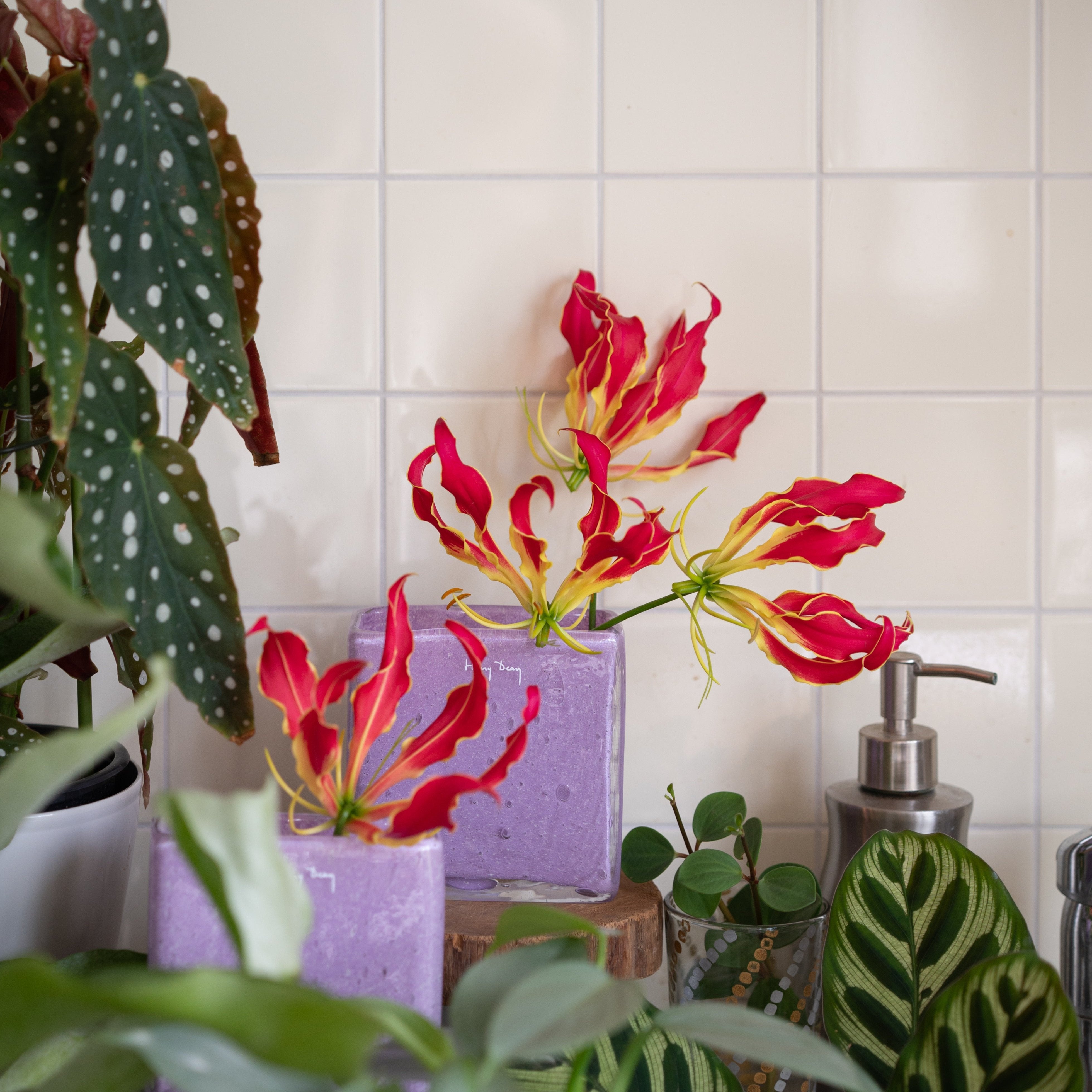 Henry Dean】Square XS クロッカス – LIFFT