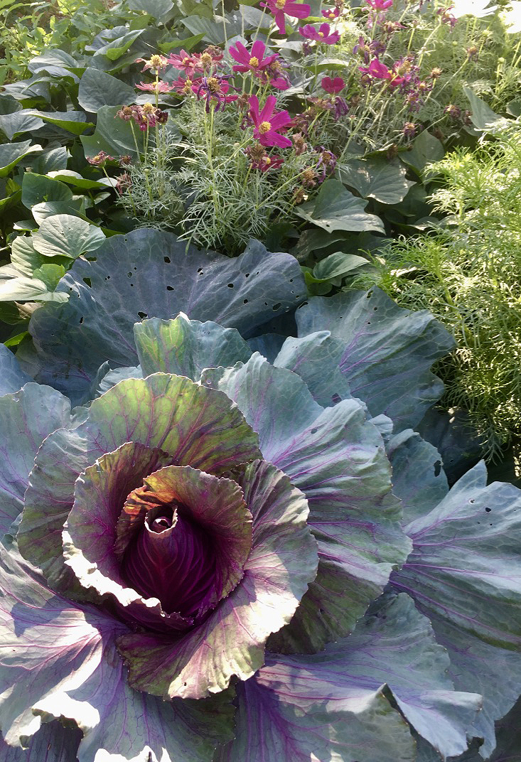 Kalibos cabbage-unbelievably beautiful! | giantveggiegardener