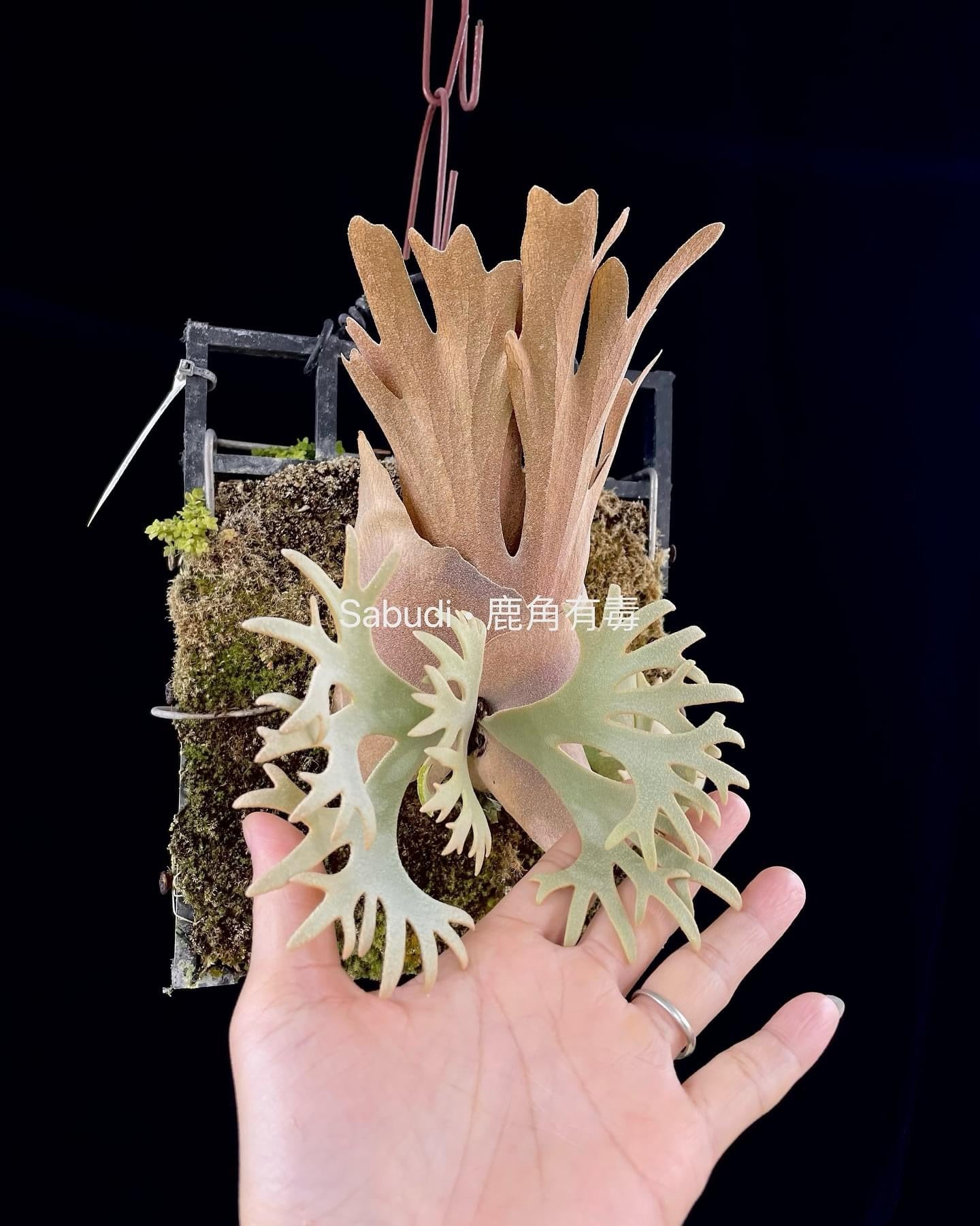 P.Willinckii Yellow Moon Spore - Rare Dwarf Platycerium – HCorchids