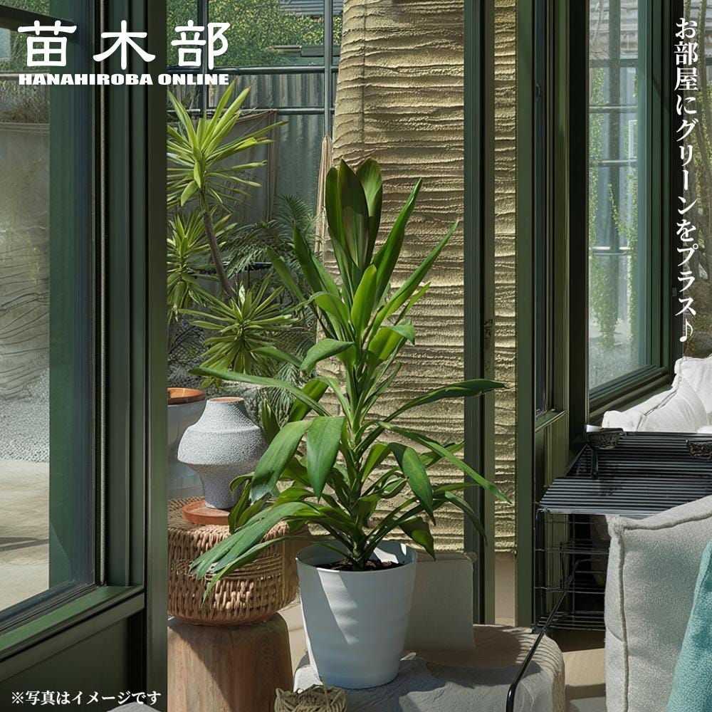 コルジリネ オーストラリス グローカル 苗 通販 苗木部 By 花ひろば