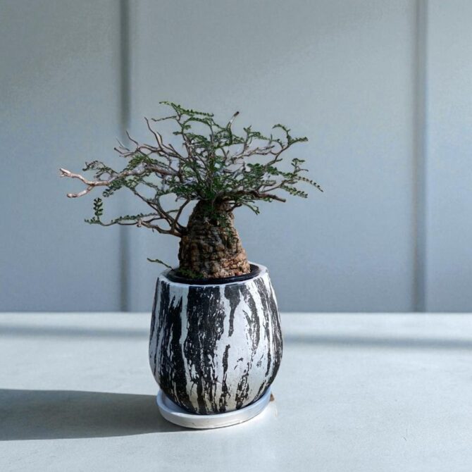 塊根植物 オペルクリカリア•パキプス｜商品一覧｜日比谷花壇｜日比谷