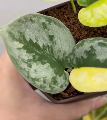 Scindapsus Bakudapati variegated rare scindapsus variegated | eBay