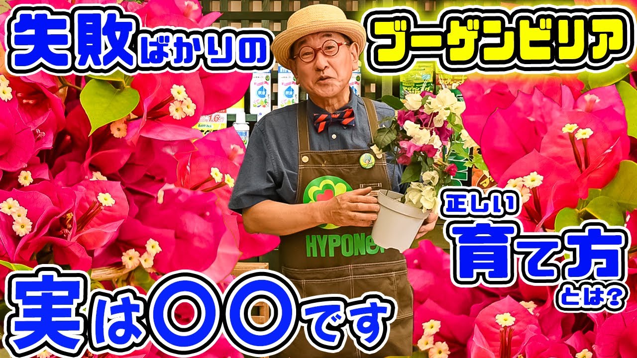 I keep failing] Actually, [Bougainvillea] is [Teach me