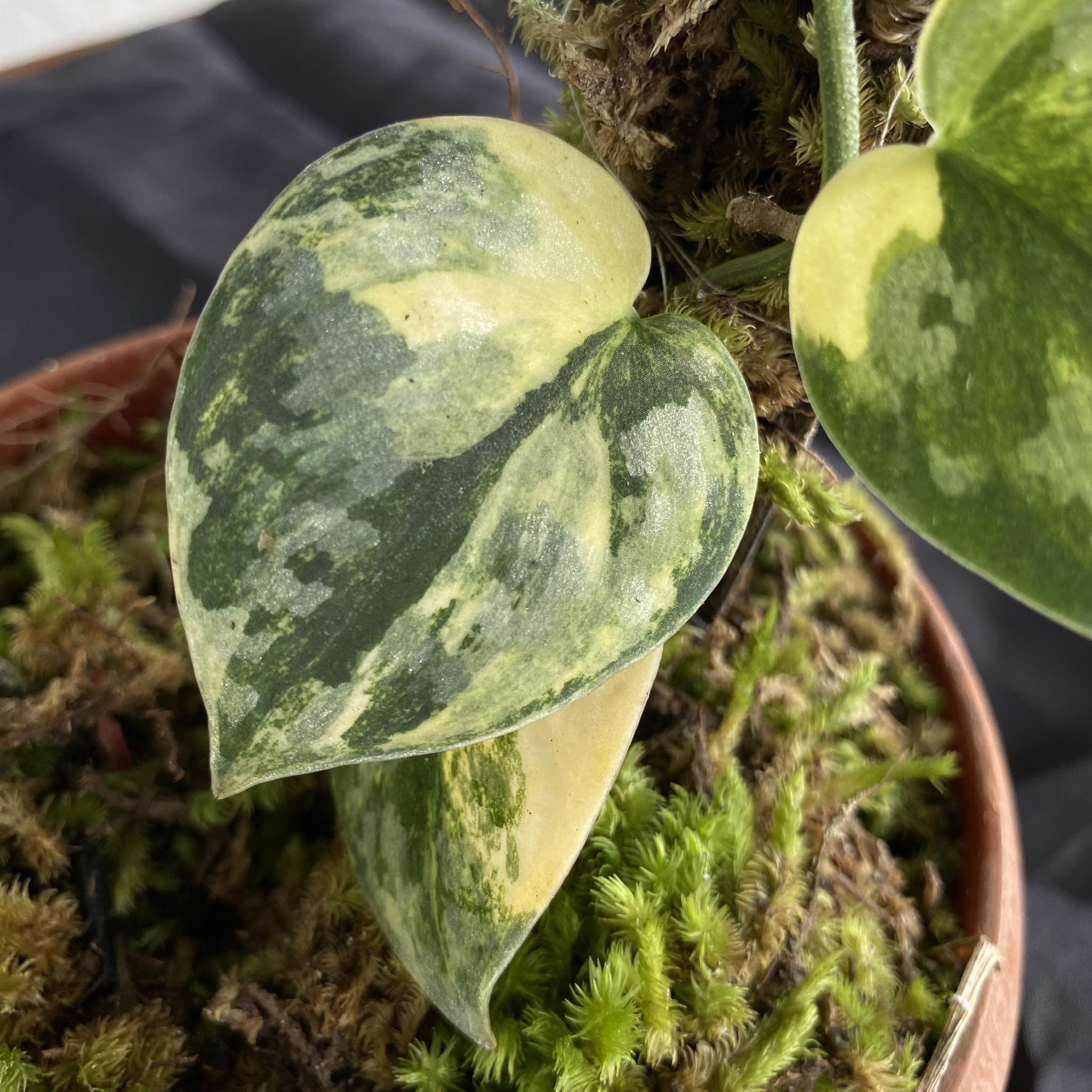 Scindapsus Bakudapati - Borneo Aquatic