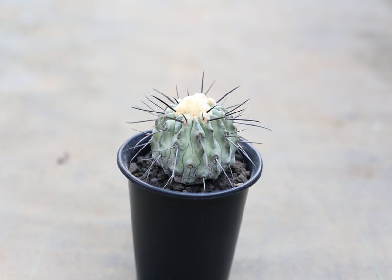 コピアポア デアルバータ 黒士冠 | mana's farm:塊根植物・アガベ