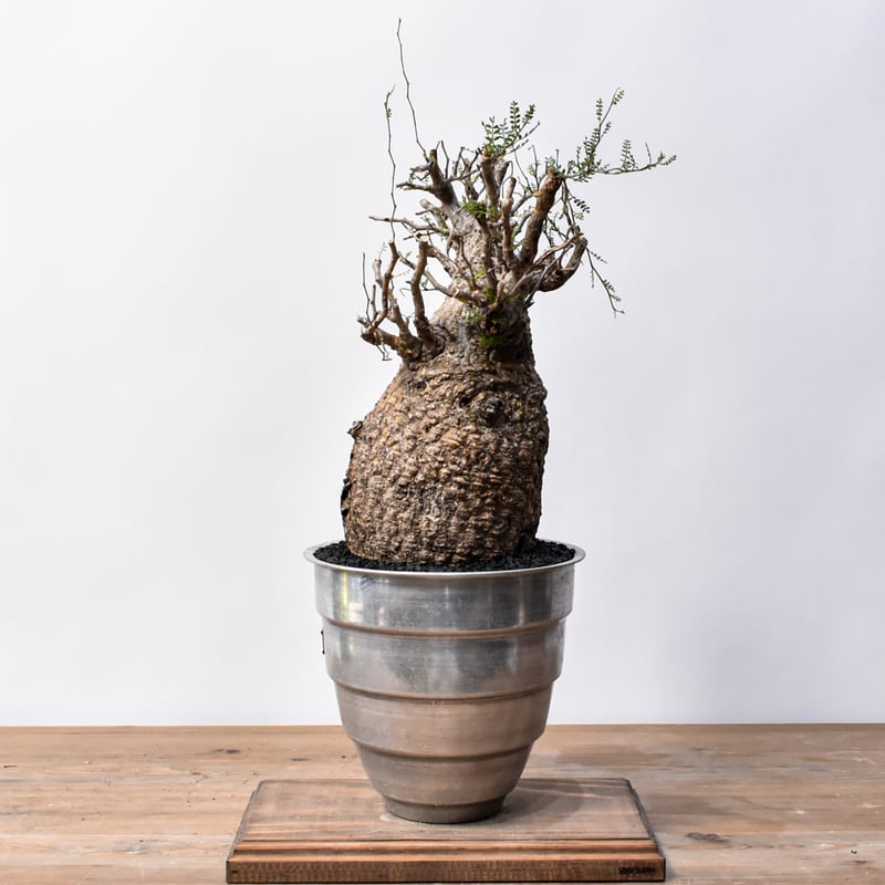 オペルクリカリア パキプス 