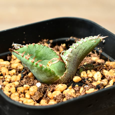 アガベチタノタ麻花龍 | STORES