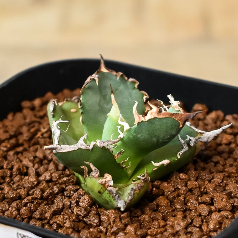 アガベ チタノタ 