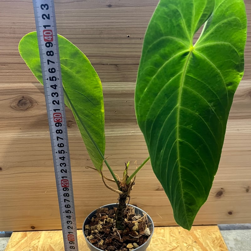 186 queremalense クエレマレンセ アンスリウム 186 queremalense