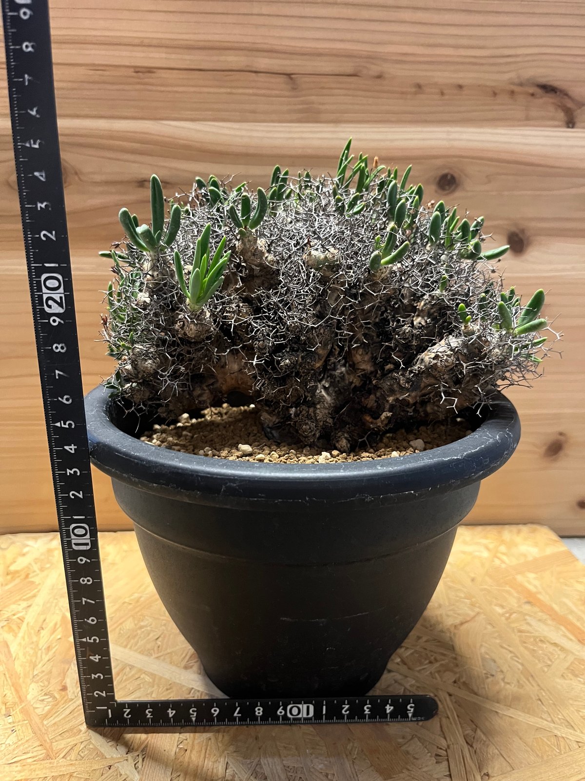 チレコドン レティキュラーツス 万物想 | GREEN LUCK