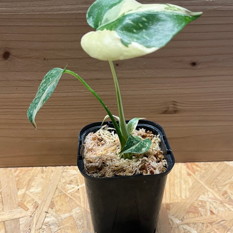 さ*ら様 モンステラ デリシオーサ クリームブリュレ TC株 順化済み