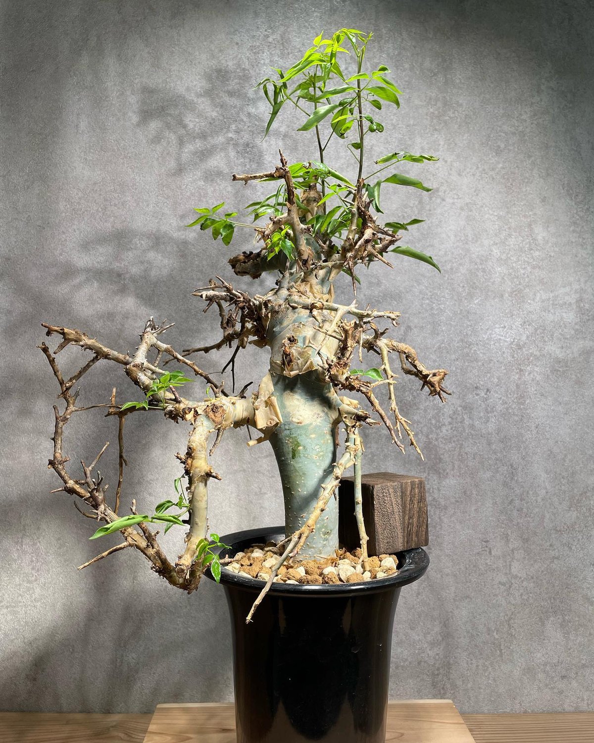 fit=scale-down,w=1200