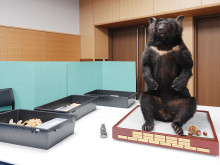 和歌山城公園動物園のツキノワグマ「ベニー」のはく製と骨格標本