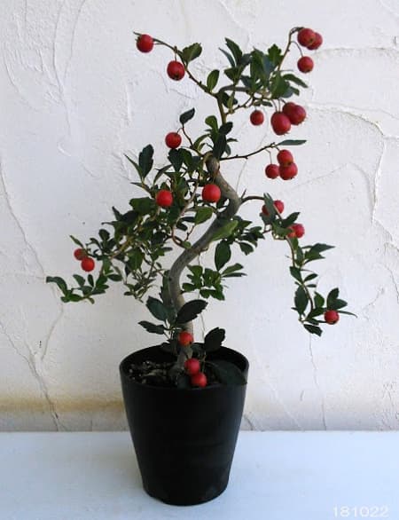 ルビーサンザシ 実沢山なってます ルビーサンザシ 実沢山なってます